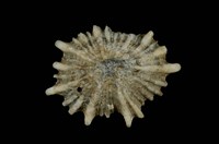 藏品(黑松螺)的圖片